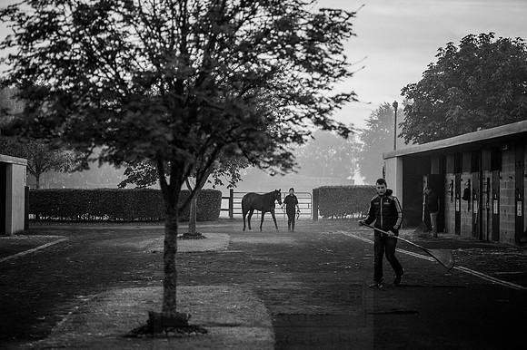 Goffs Orby 2015 -83 bw