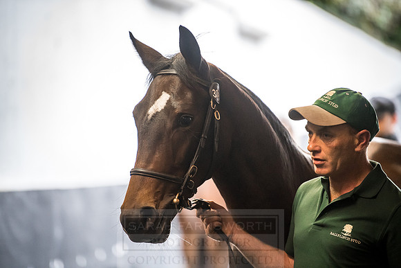 Goffs Orby 2018 Day 2-156
