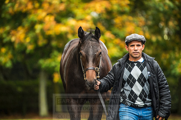 Goffs Orby 2018 Day 2-72