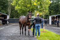 Goffs Orby 2018 Day 1-17