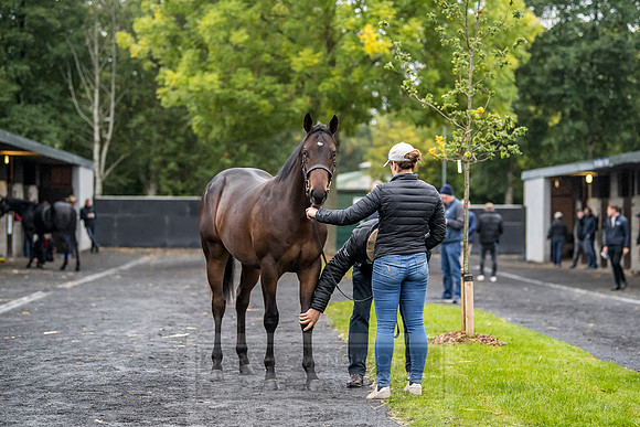 Goffs Orby 2018 Day 1-17