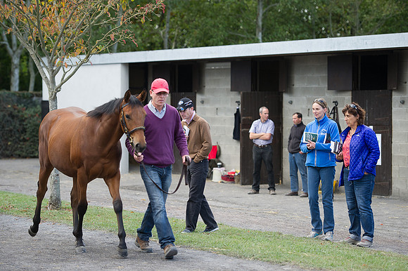 Goffs Orby14 CF11 017