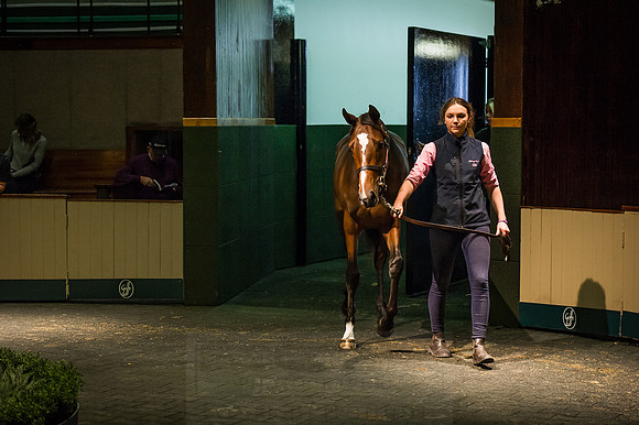 Goffs Orby 2015 -351