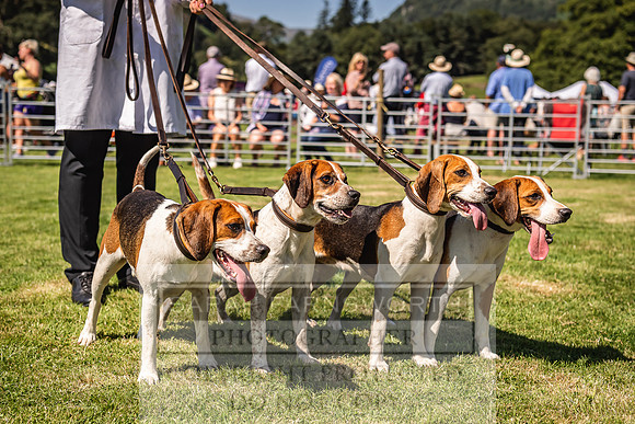 Rydal Hound Show 2022-94