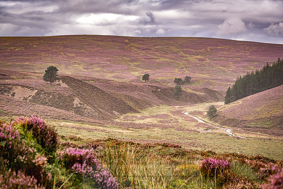 Cairngorms in summer-9