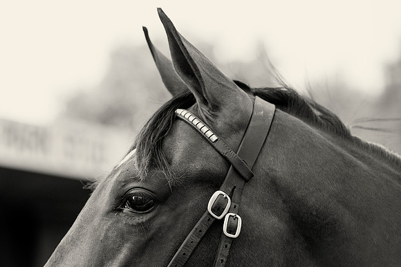 Goffs Orby14 CF1 025 BW