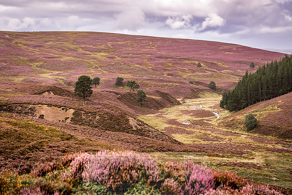 Cairngorms in summer-10