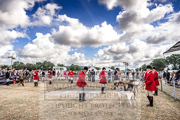 Honiton Hound Show 2022-16