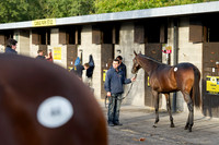 Goffs Orby14 CF1 018