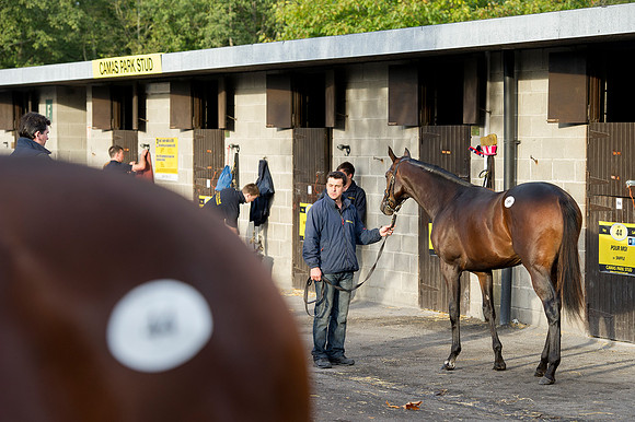 Goffs Orby14 CF1 018